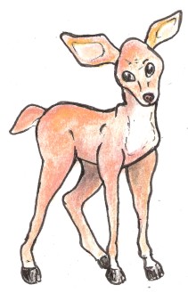 Deer